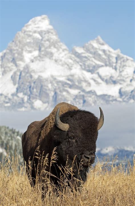 Bison in Grand Tetons stock image. Image of united, animals - 13082111