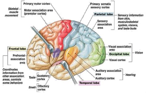 The human brain cortex and its parts. Quoted:... | Download Scientific ...