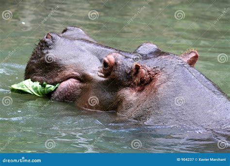 Hippopotamus eating stock image. Image of male, hippopotamus - 904237