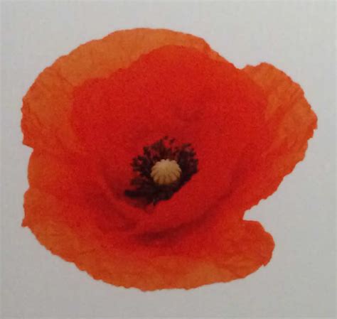 The Poppy and the Bleuet - Symbols of Enduring Rememberence - guernseydonkey.com