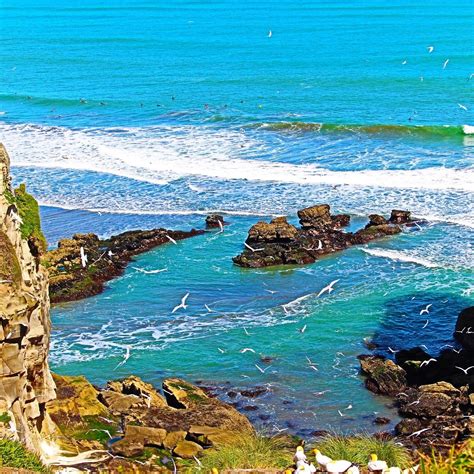 MURIWAI GANNET COLONY (2024) All You Need to Know BEFORE You Go (with Photos)