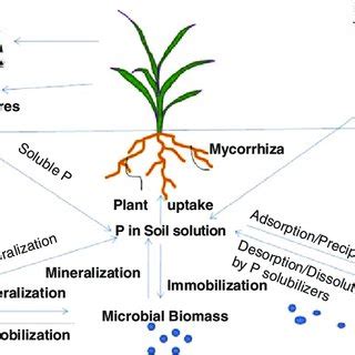 1 An overview of phosphorus cycle in nature | Download Scientific Diagram