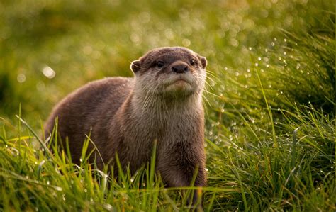 animals, Depth Of Field, Grass, Mammals, Otters Wallpapers HD / Desktop ...