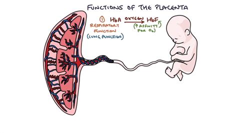 How Does Placenta Develop