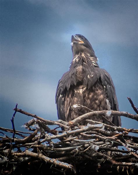 Fledgling Bald Eagle on nest Photograph by Richard Smith - Pixels