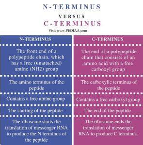 What is the Difference Between N-terminus and C-terminus - Pediaa.Com