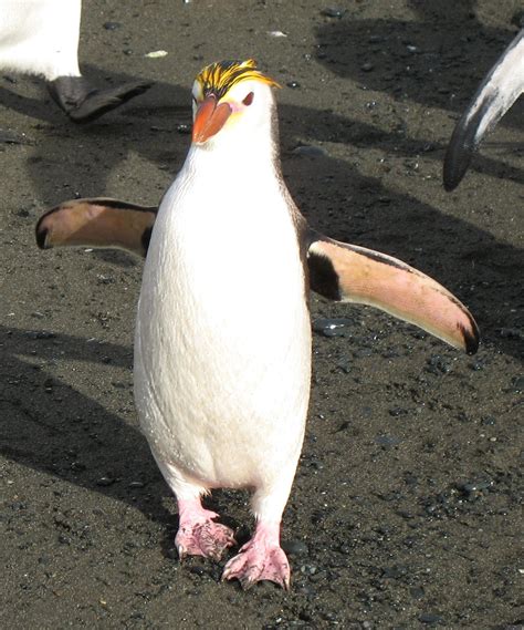 Royal Penguin Eudyptes schlegeli - Google Search Royal Penguin, King ...