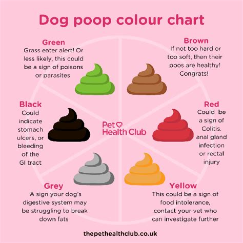 What Colour Is Your Dog's Poo - Poop Advice - My Family Vets