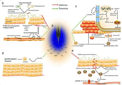 Summary of cold plasma-based wound healing therapeutic mechanism. a ...