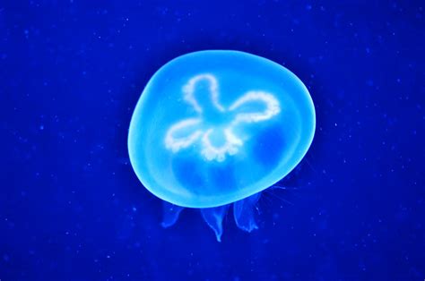 Glowing jellyfish | It's the first time that I can really ta… | Flickr