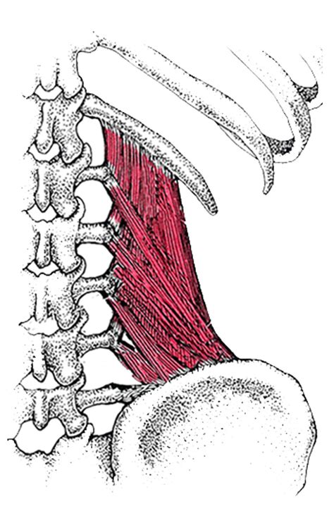 Quadratus Lumborum And Psoas | Porn Sex Picture