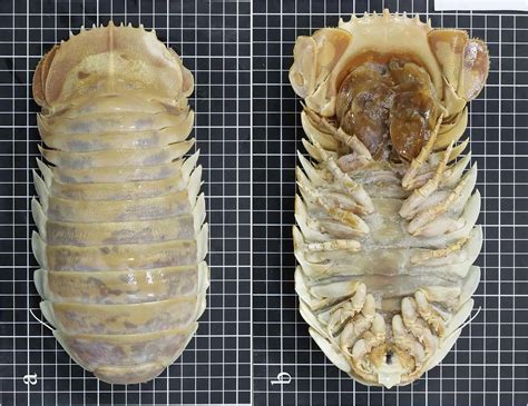 New Species of Deep Sea Isopod Discovered - TrendRadars