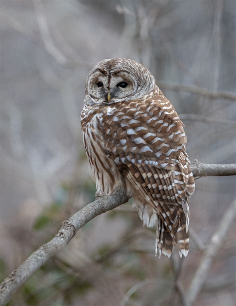 Barred Owl | Sean Crane Photography