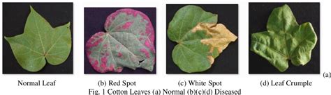 [PDF] A Review : Cotton Leaf Disease Detection | Semantic Scholar