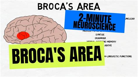 2-Minute Neuroscience: Broca's Area - YouTube