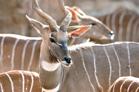 Antelope Horns