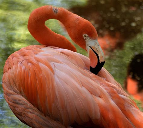 Flamingo Background Free Stock Photo - Public Domain Pictures