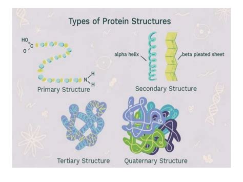 Protein Folding