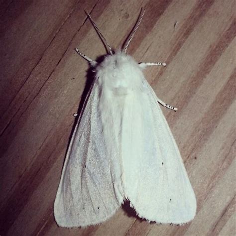 Furry White Moth - BugGuide.Net