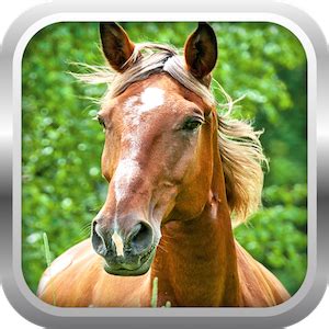 3D Horse Simulator