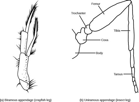 Superphylum Ecdysozoa: Arthropods | OpenStax Biology 2e