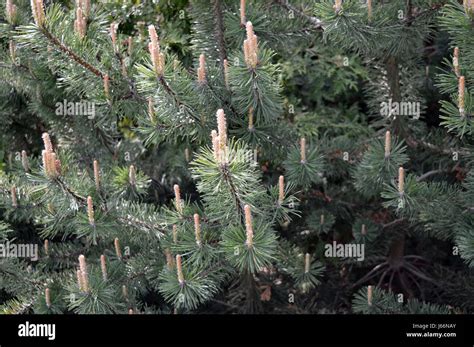 New growth on pine tree branches hi-res stock photography and images ...