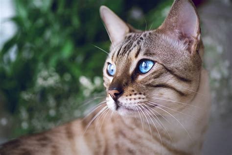 1080P free download | Cats, Cat, Bengal Cat, Blue Eyes, Pet, HD wallpaper | Peakpx