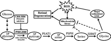 The de novo serine synthesis pathway. De novo serine biosynthesis ...