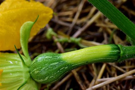 Baby Butternut Squash - Macro Mondays: Staying Healthy | Flickr