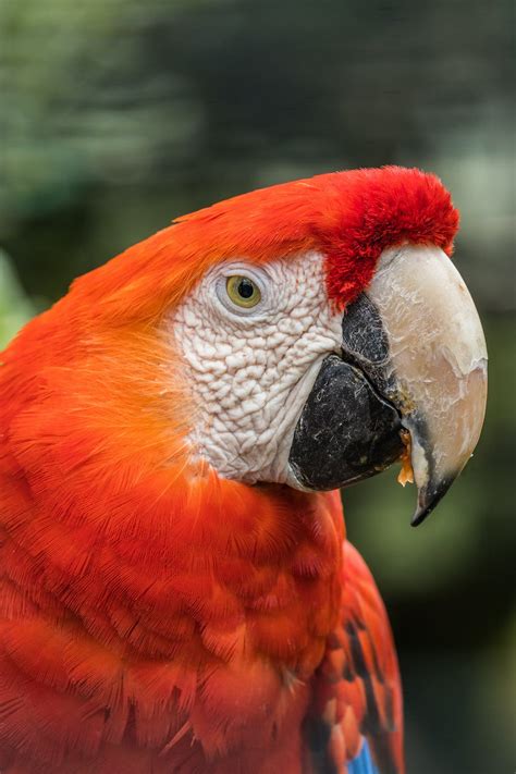 Close up of Parrot · Free Stock Photo