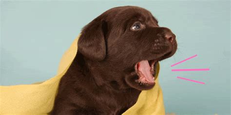 7 Tips to Stop a Puppy Barking When Left Alone