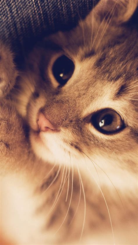 HD Cute Cat Android Wallpapers - Wallpaper Cave