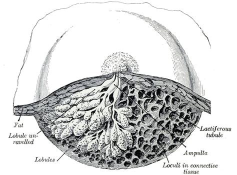 Endocrine System - The Body's Way of Talking - Elliots World