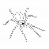 Wolf Spiders Coloring Page For Kids  Free Printable sketch template