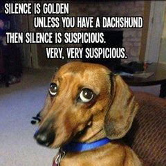 3 Best Tips To Stop Dachshund Barking - LoveTheBreed.com