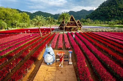 Flower Garden, Hokkaido Park in Khao Yai, Thailand Editorial Photo - Image of floral, freedom ...