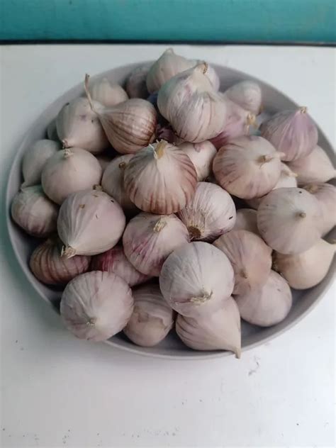 Bawang Putih Tunggal Import! 1KG Kilo Sedang Dan Besar Fresh ...