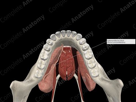 Submandibular Duct | Complete Anatomy