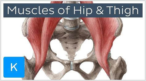 Muscle Anatomy Hip Hip Joint Anatomy Bone And Spine - Human Anatomy Diagram | Muscle diagram ...