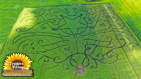 Largest Sunflower Field In Texas Opens In San Antonio | TPR