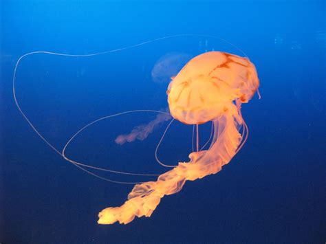 jellyfish | keywords jelly jellyfish animal underwater blue orange jelly fish ... Medusa ...