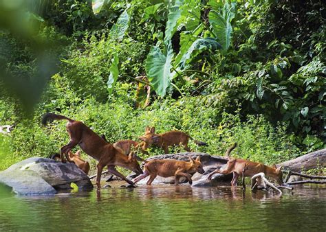 9 Most Beautiful Rainforest in the World - Seasia.co