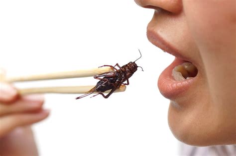 What Are The Most Important Pros And Cons Of Eating Insects?