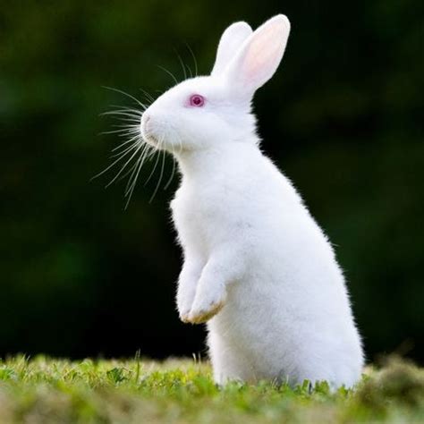 What Is the Florida White Rabbit Breed Like? - Backyard Bunny News - Medium