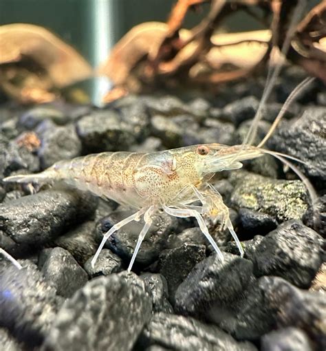 Amano Shrimp | AquaticMotiv