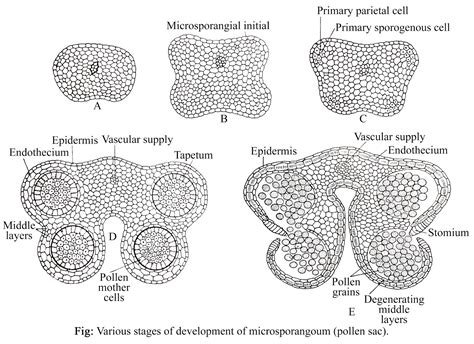 SPOROGENESIS AND GAMETOGENESIS