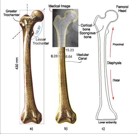 Femur Skeleton