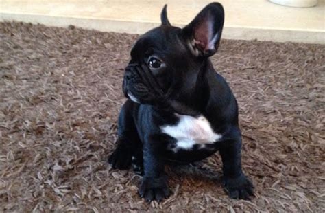 French Bulldog Puppies for Adoption – The Things You Need to Know - PetDt