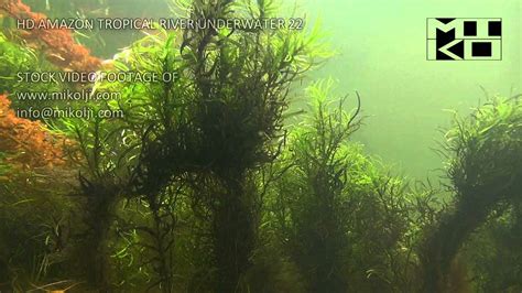 Amazon River Underwater Plants