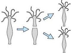 What is Regeneration? Regeneration- Types of Regeneration and Regeneration in Hydra